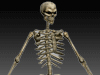 Skeleton